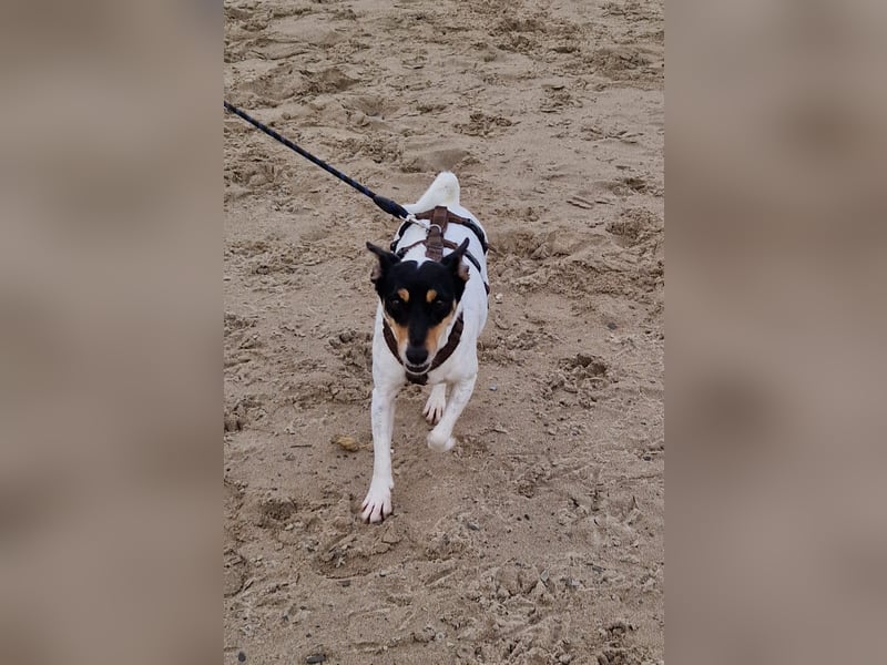 In Düsseldorf sucht Jack Russel Hündin ein neues Zuhause! MIT VIDOS!