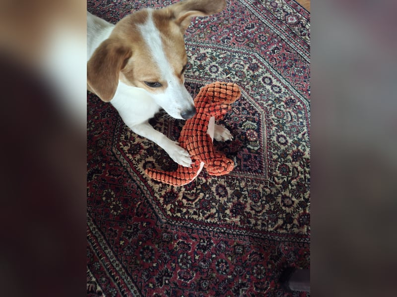 Jack Russel zu verkaufen