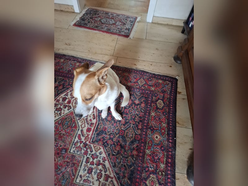 Jack Russel zu verkaufen