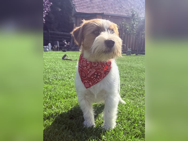 Deckrüde Jack russell Terrier mit Körung