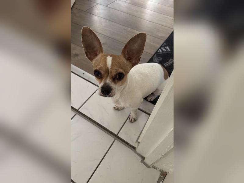 kleiner Jackrussel