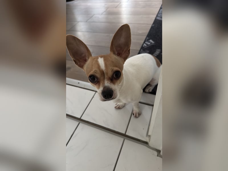 kleiner Jackrussel