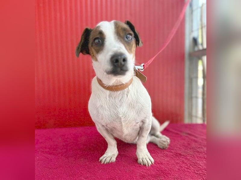 pfiffiger kleiner GUSZTI - 7 Jahre, 26cm/6kg - Jack Russell