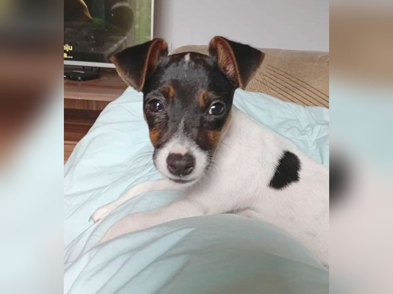 bezaubernde kleine NINA - 5-6 Monate, 18cm - Jack Russell