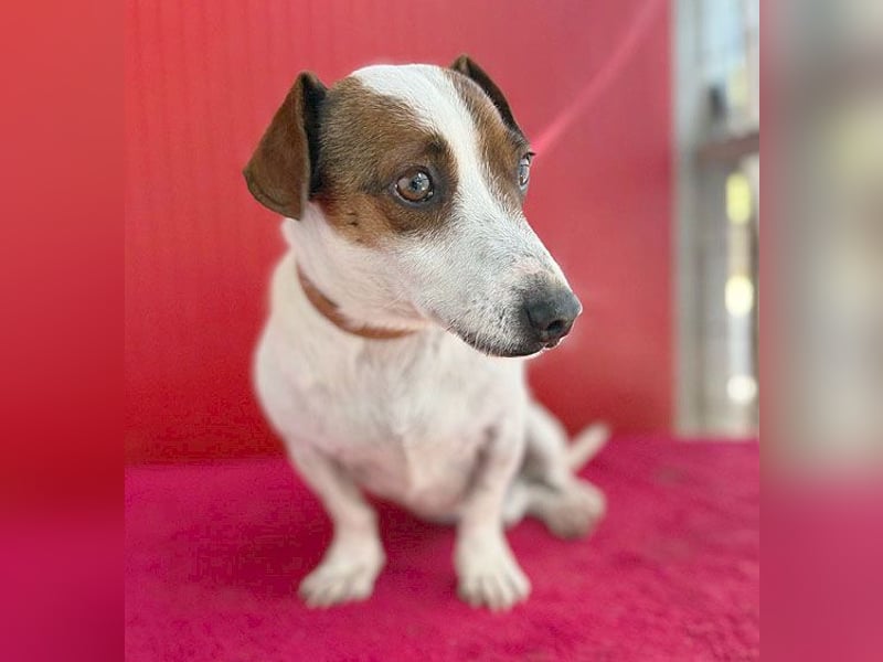 pfiffiger kleiner GUSZTI - 7 Jahre, 26cm/6kg - Jack Russell