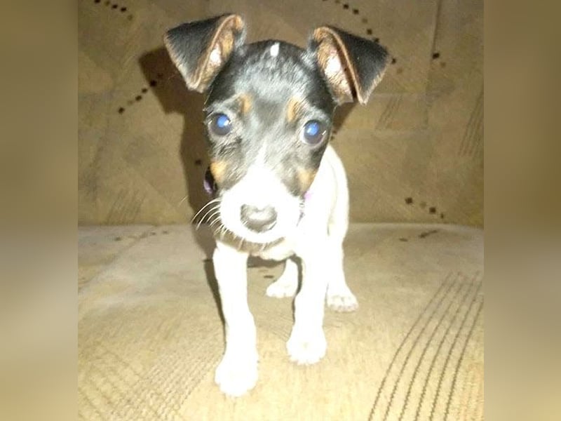 bezaubernde kleine NINA - 5-6 Monate, 18cm - Jack Russell
