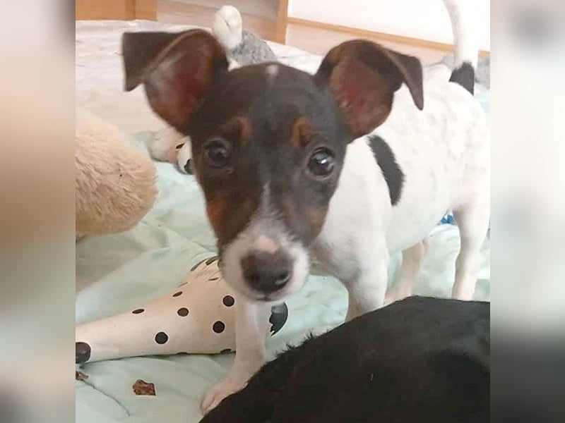bezaubernde kleine NINA - 5-6 Monate, 18cm - Jack Russell