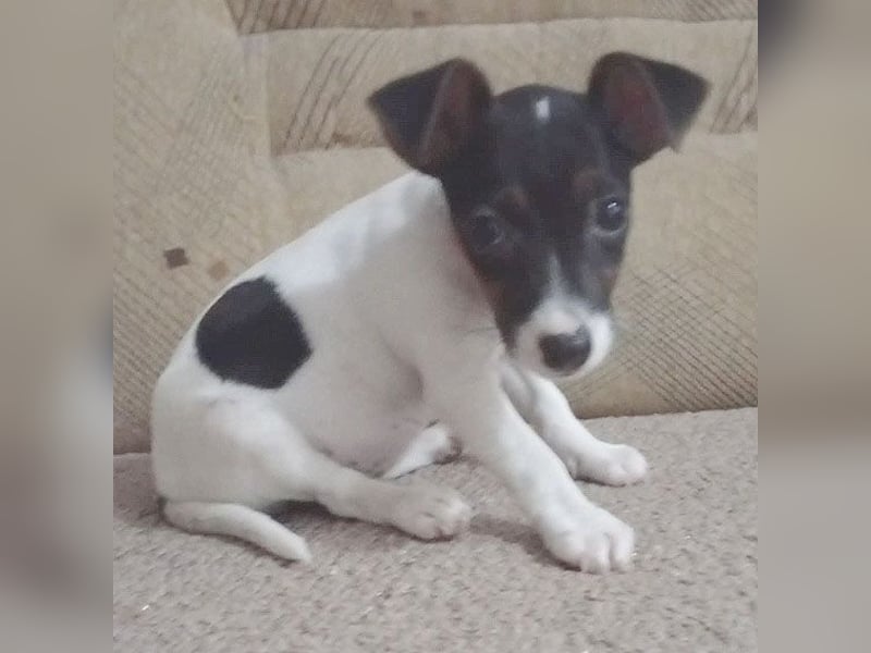 bezaubernde kleine NINA - 5-6 Monate, 18cm - Jack Russell