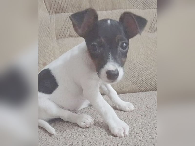bezaubernde kleine NINA - 5-6 Monate, 18cm - Jack Russell