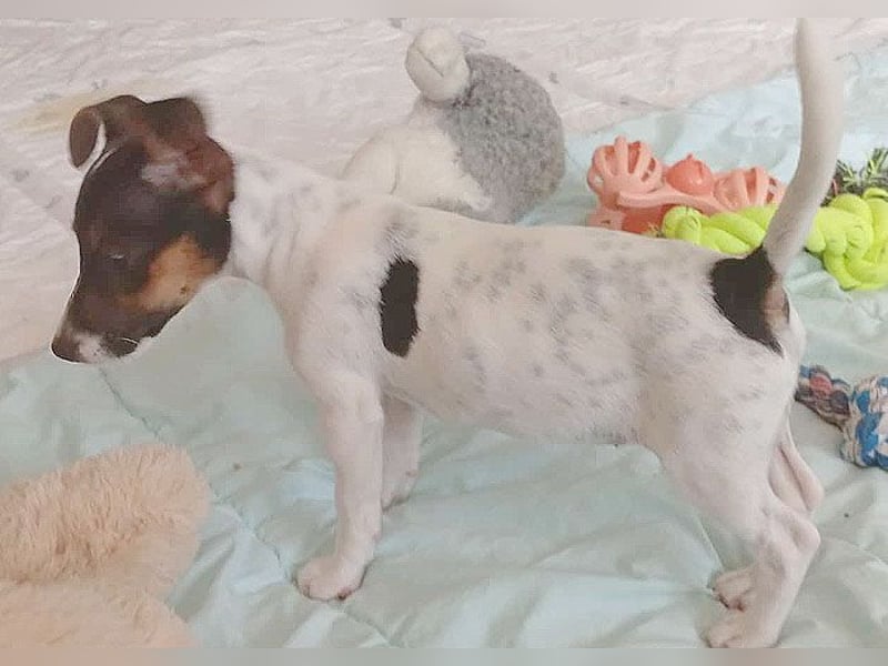 bezaubernde kleine NINA - 5-6 Monate, 18cm - Jack Russell