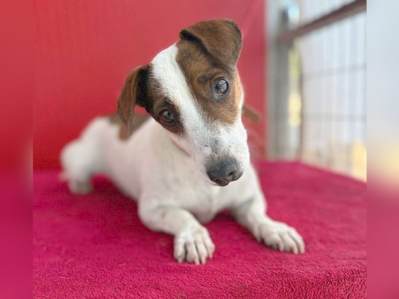 pfiffiger kleiner GUSZTI - 7 Jahre, 26cm/6kg - Jack Russell