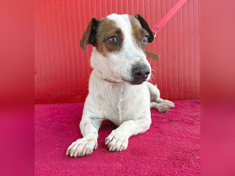 pfiffiger kleiner GUSZTI - 7 Jahre, 26cm/6kg - Jack Russell