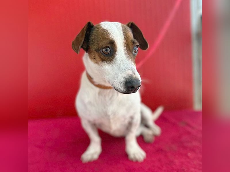 pfiffiger kleiner GUSZTI - 7 Jahre, 26cm/6kg - Jack Russell