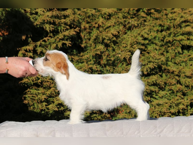 Jack Russell Terrier FCI Sunia