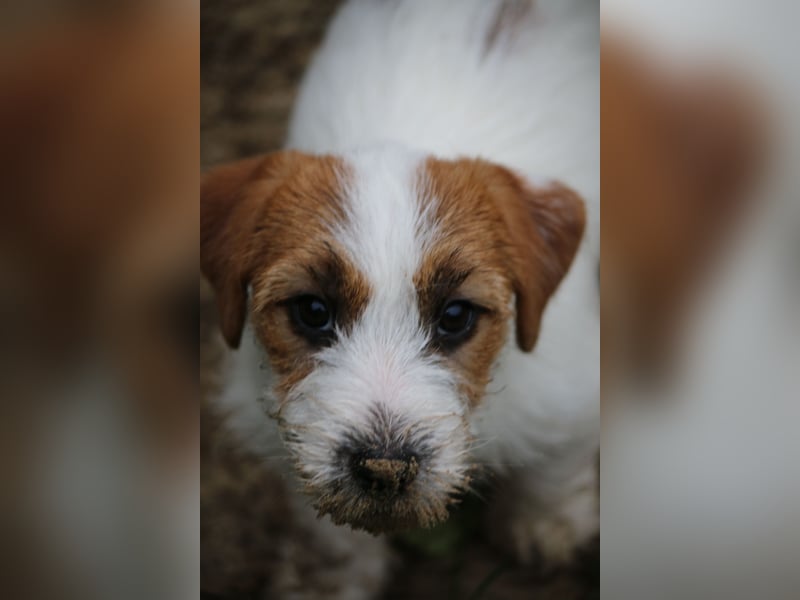 Jack Russell Terrier FCI Sunia