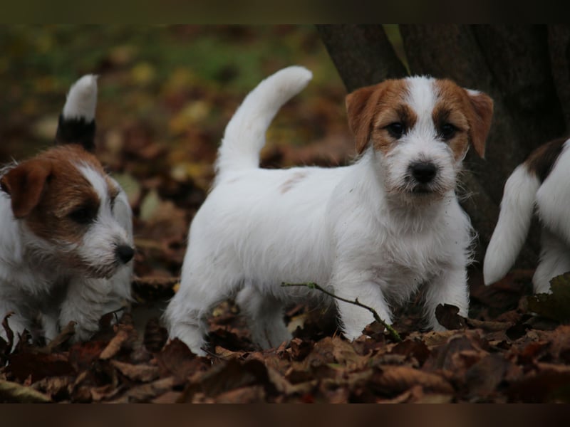 Jack Russell Terrier FCI Sunia