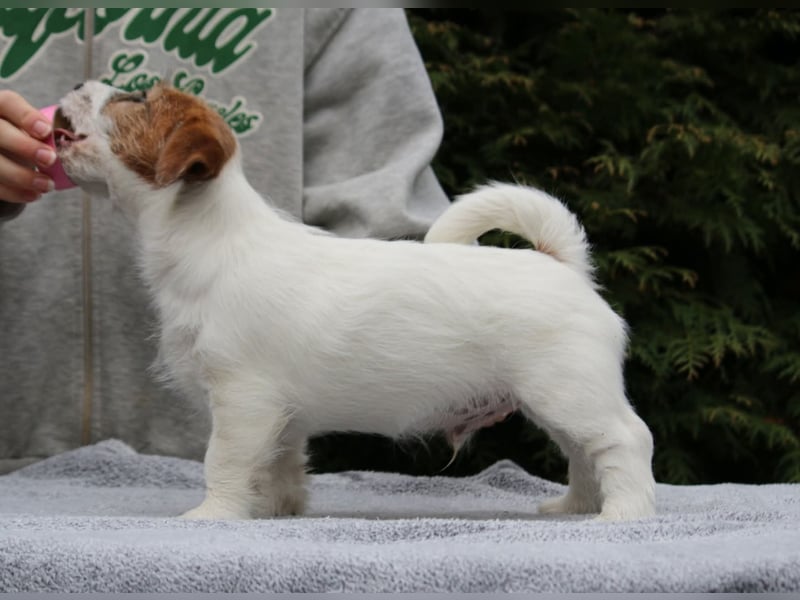 Jack Russell Terrier