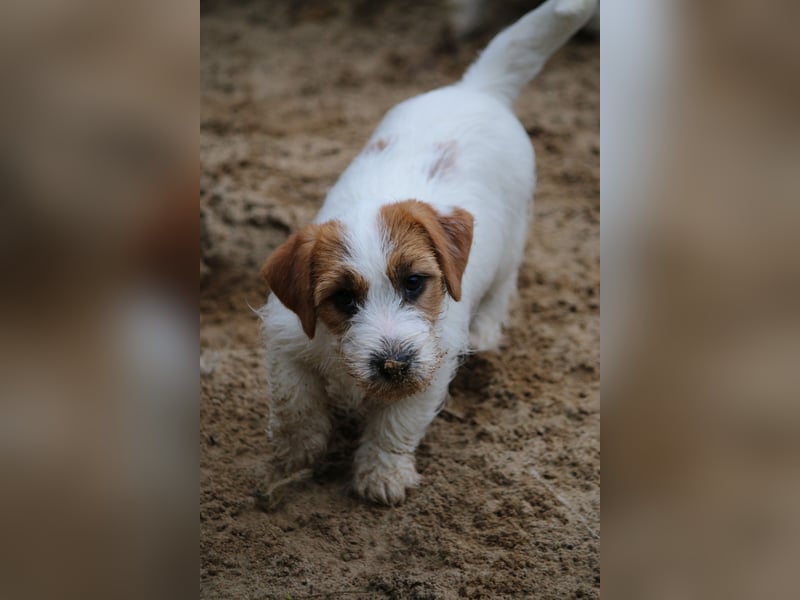 Jack Russell Terrier FCI Sunia