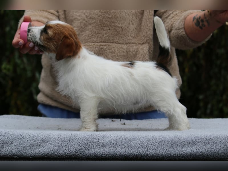 Jack Russell Terrier