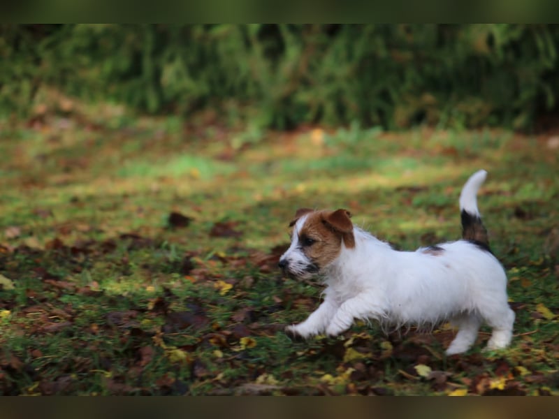 Jack Russell Terrier