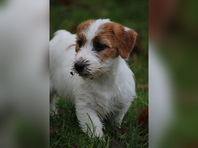 Jack Russell Terrier FCI Sunia
