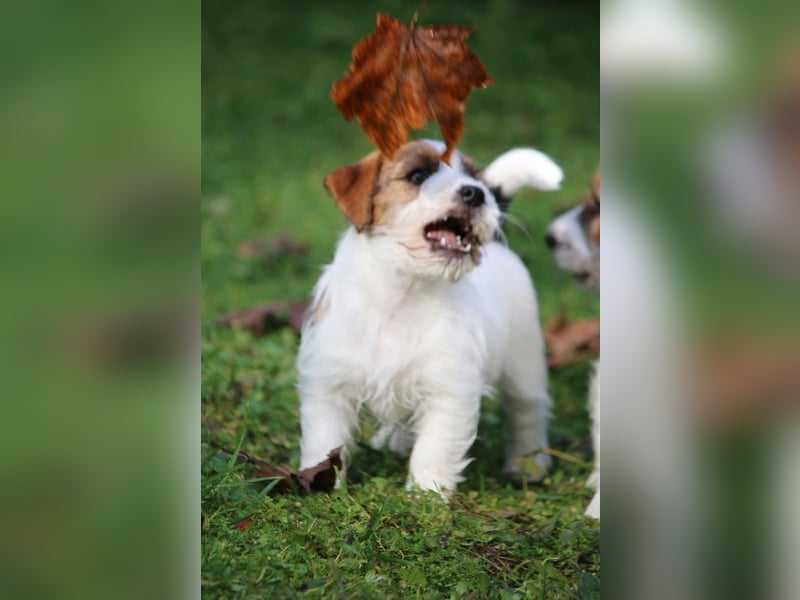 Jack Russell Terrier