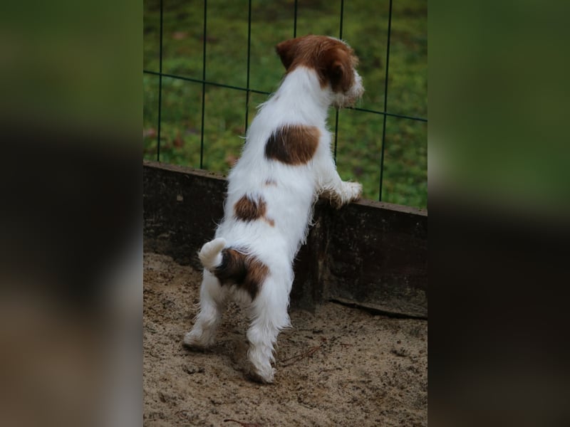 Jack Russell Terrier