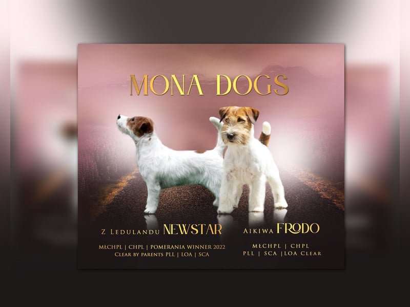 Jack Russell Terrier FCI Sunia