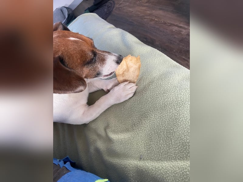 Charmanter Jack Russell Deckrüde Buddy sucht Hundedamen mit Herz