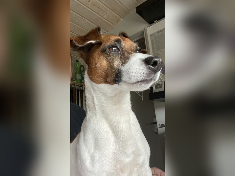Charmanter Jack Russell Deckrüde Buddy sucht Hundedamen mit Herz