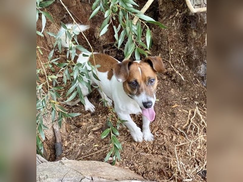 Charmanter Jack Russell Deckrüde Buddy sucht Hundedamen mit Herz