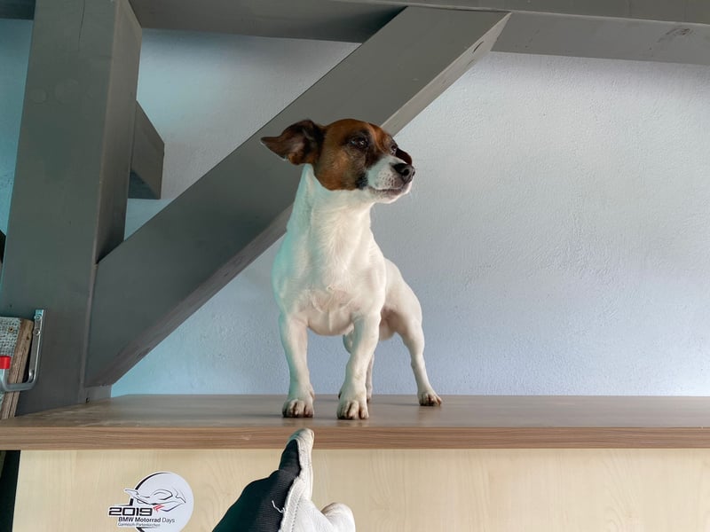 Charmanter Jack Russell Deckrüde Buddy sucht Hundedamen mit Herz