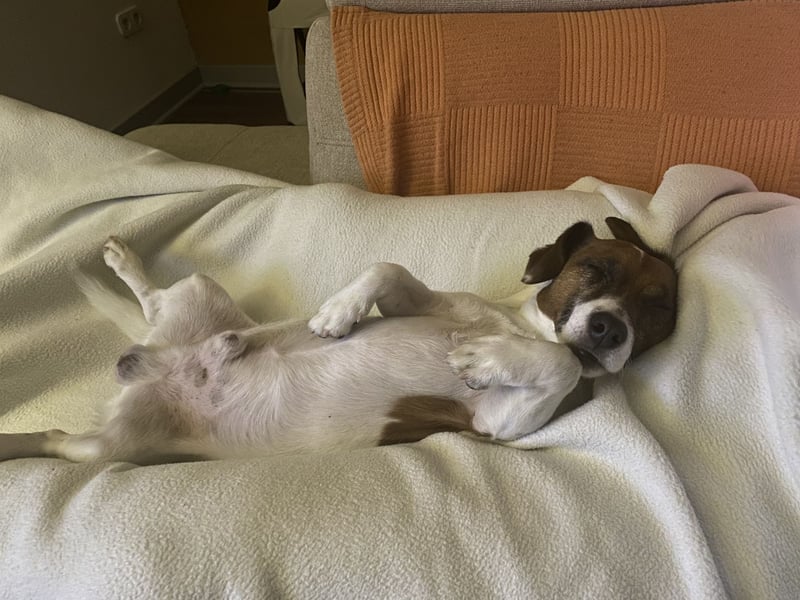 Charmanter Jack Russell Deckrüde Buddy sucht Hundedamen mit Herz