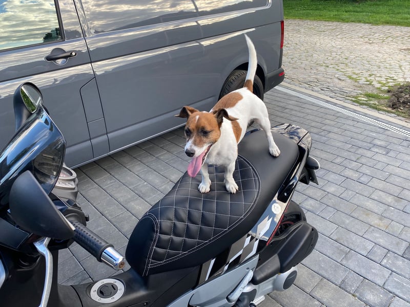 Charmanter Jack Russell Deckrüde Buddy sucht Hundedamen mit Herz