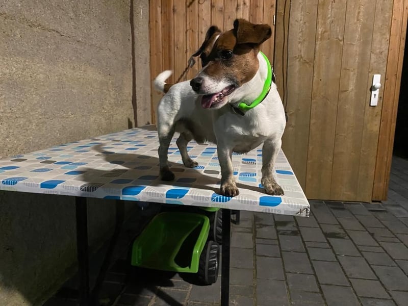 Charmanter Jack Russell Deckrüde Buddy sucht Hundedamen mit Herz