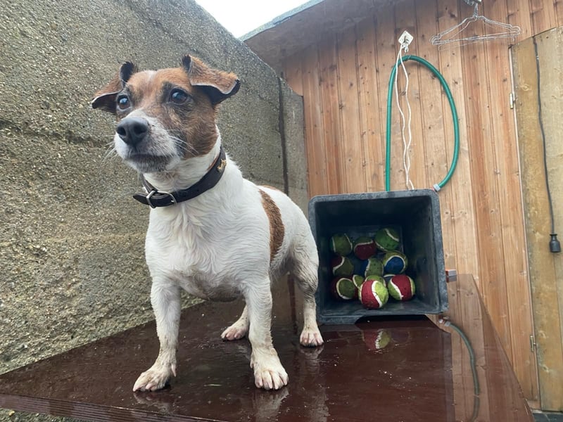 Charmanter Jack Russell Deckrüde Buddy sucht Hundedamen mit Herz