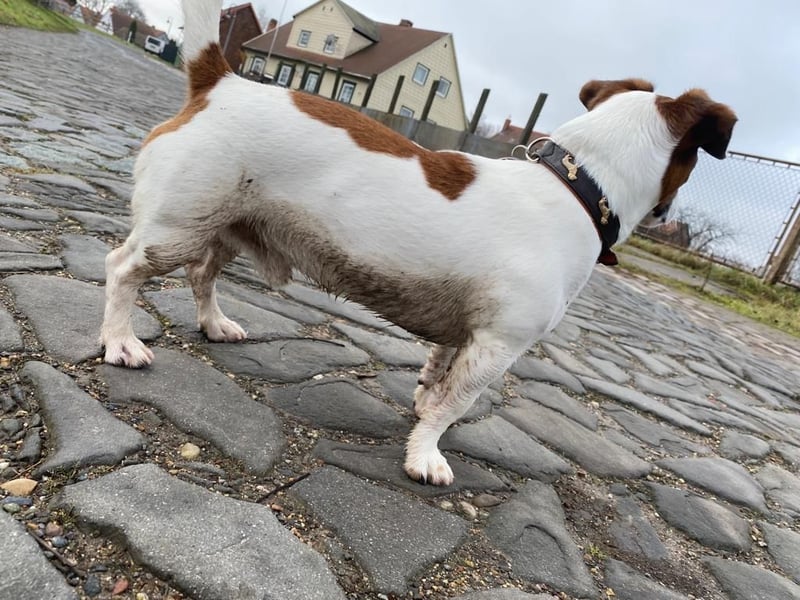 Charmanter Jack Russell Deckrüde Buddy sucht Hundedamen mit Herz