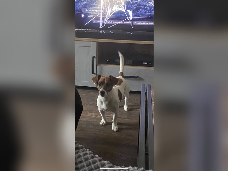 Charmanter Jack Russell Deckrüde Buddy sucht Hundedamen mit Herz