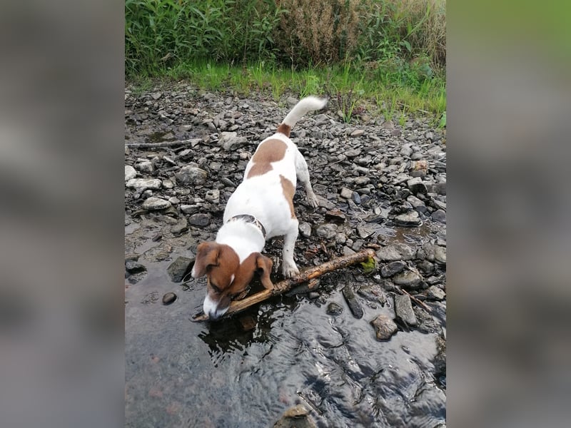 Charmanter Jack Russell Deckrüde Buddy sucht Hundedamen mit Herz