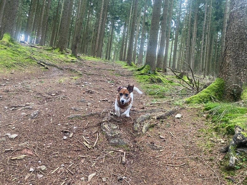 Charmanter Jack Russell Deckrüde Buddy sucht Hundedamen mit Herz