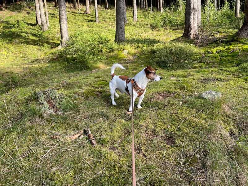 Charmanter Jack Russell Deckrüde Buddy sucht Hundedamen mit Herz