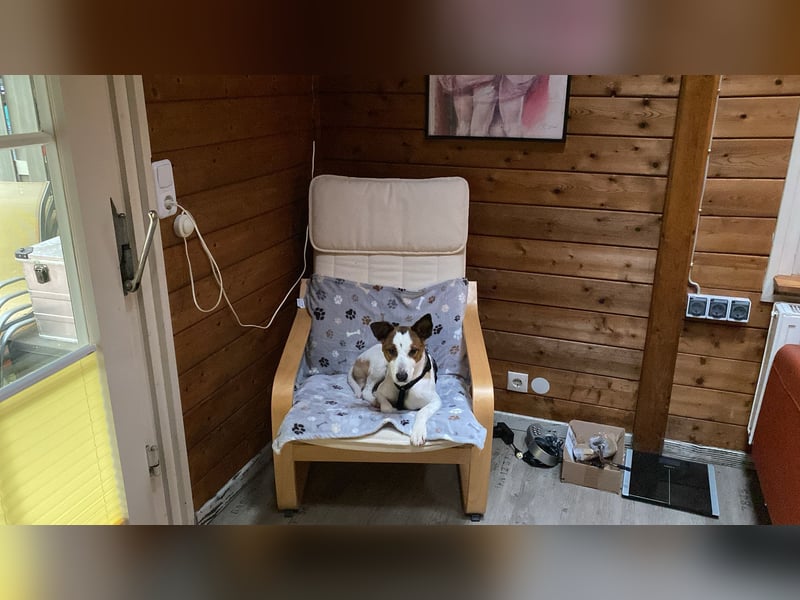 Flocki Jack Russell Terrier