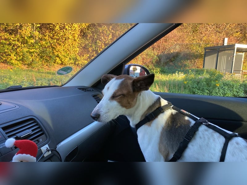 Flocki Jack Russell Terrier