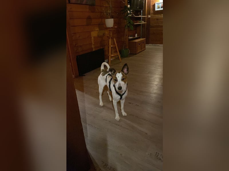 Flocki Jack Russell Terrier