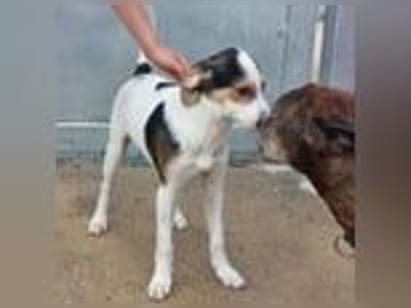 Lello-Lustiger Clown sucht festen Platz im Leben