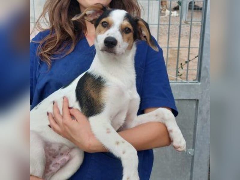 Lello-Lustiger Clown sucht festen Platz im Leben