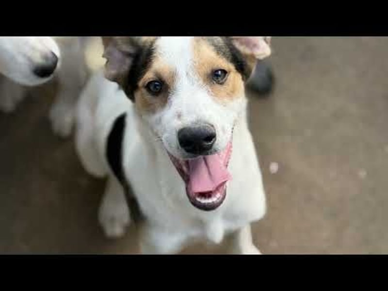 Lello-Lustiger Clown sucht festen Platz im Leben