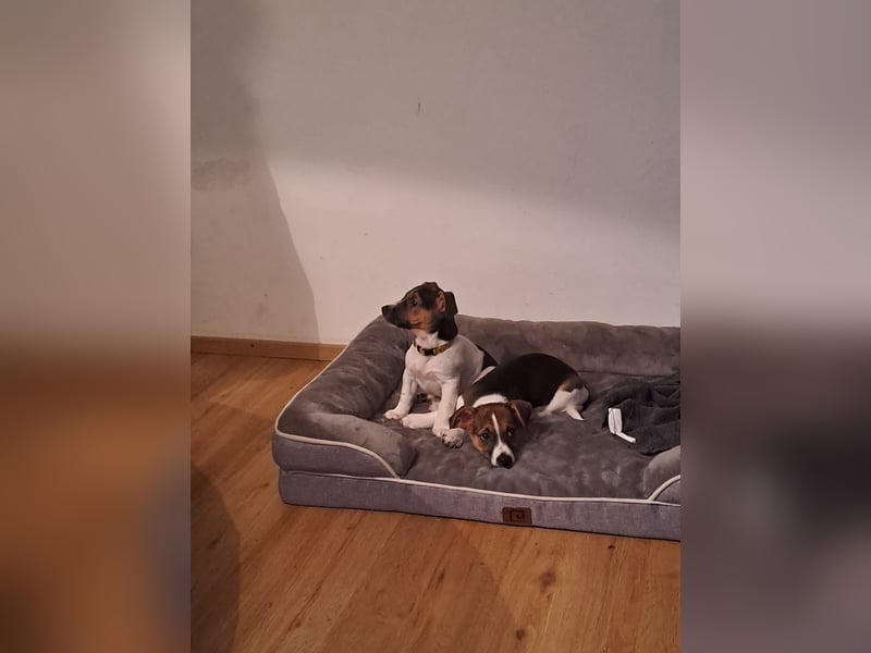 Reinrassige Jack Russel tricolor