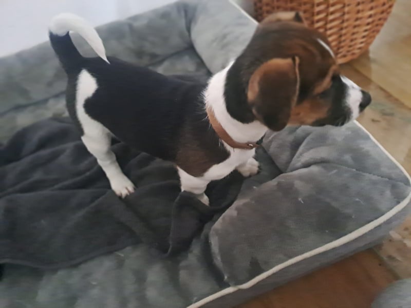 Reinrassige Jack Russel tricolor