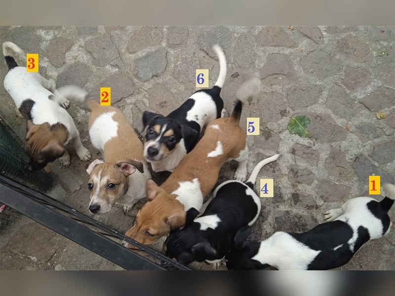 Jack Russell Terrier welpen mit CHIP/Eu-Pass AB SOFORT nur 1 Hündinn